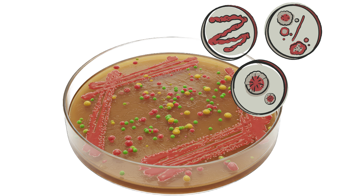 baktérium tenyésztés